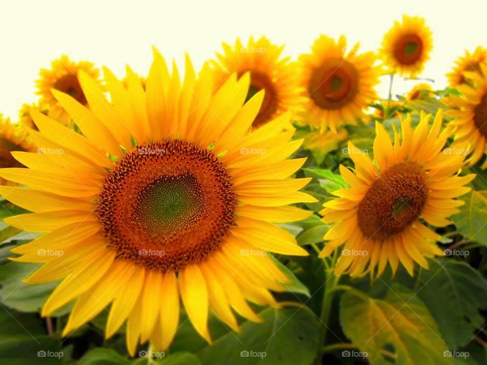 happy sunflowers 