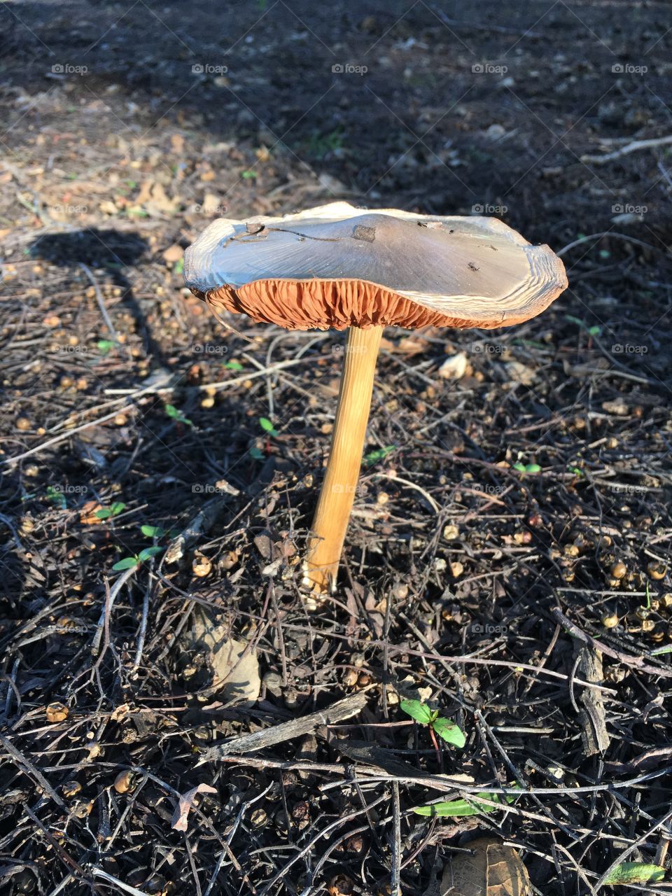 Close-up of mushroom