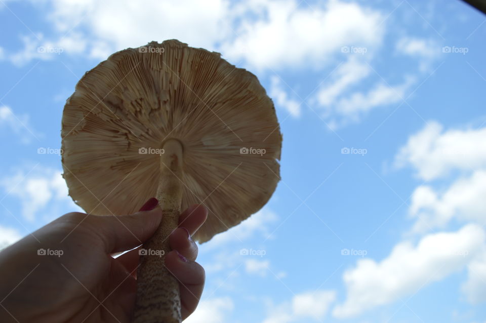 HOLDING A BIG MUSHROOM