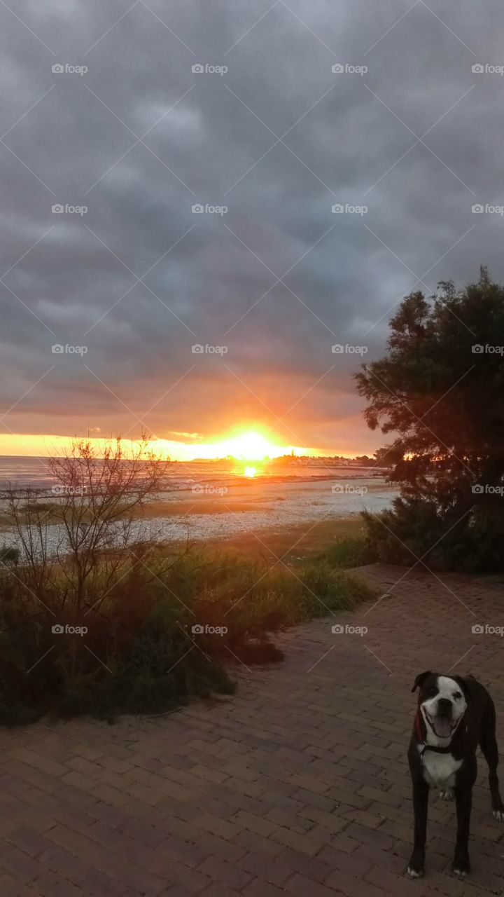 Playa perro amanecer sol