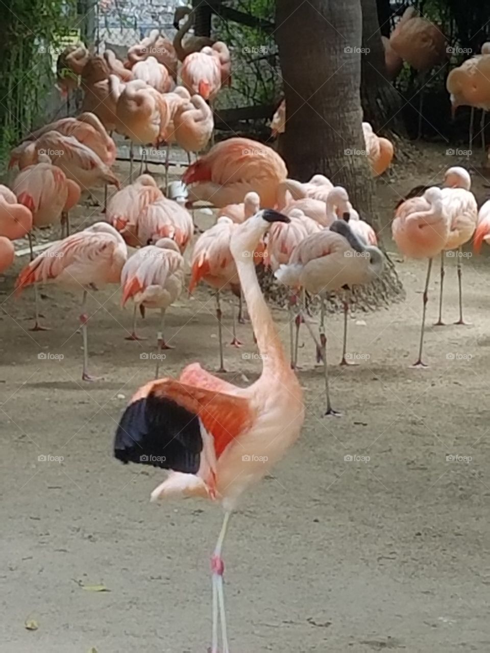 Flamingos