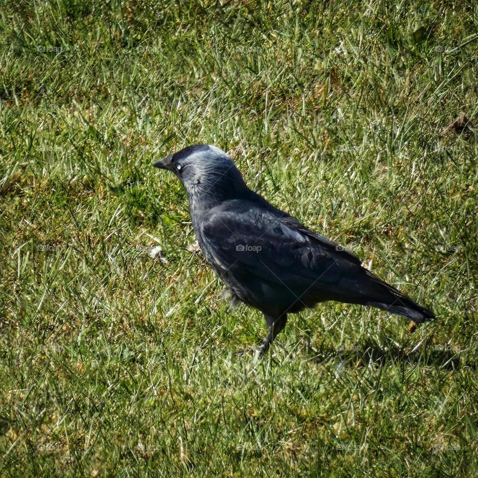 Crow