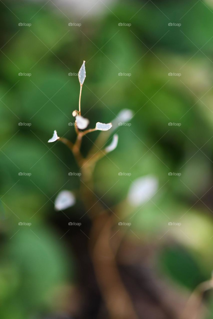 Macro shot of buds of nature 