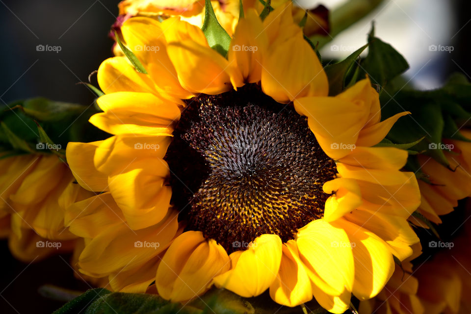 Sunflower