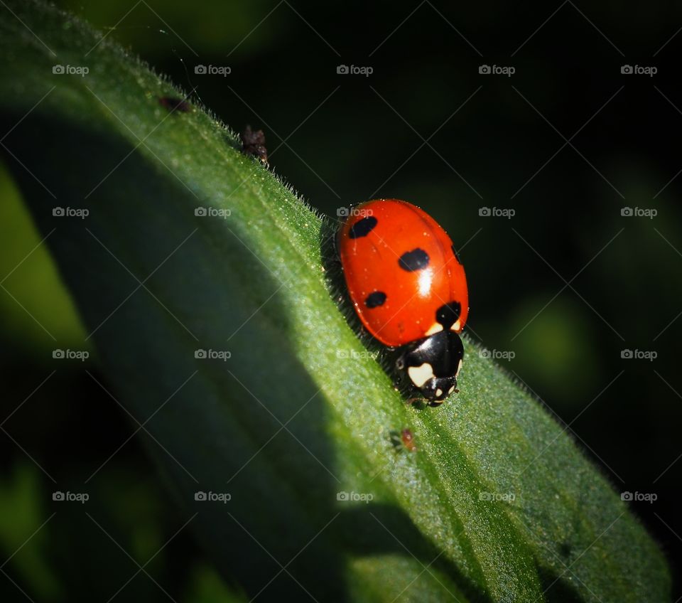 ladybug