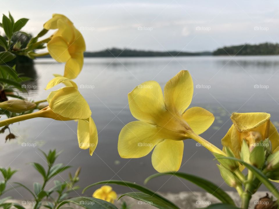 Yellows during sunset