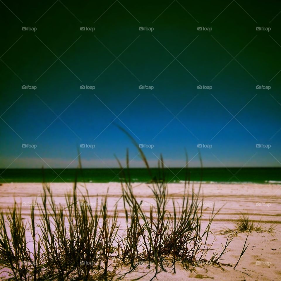 Seagrass 