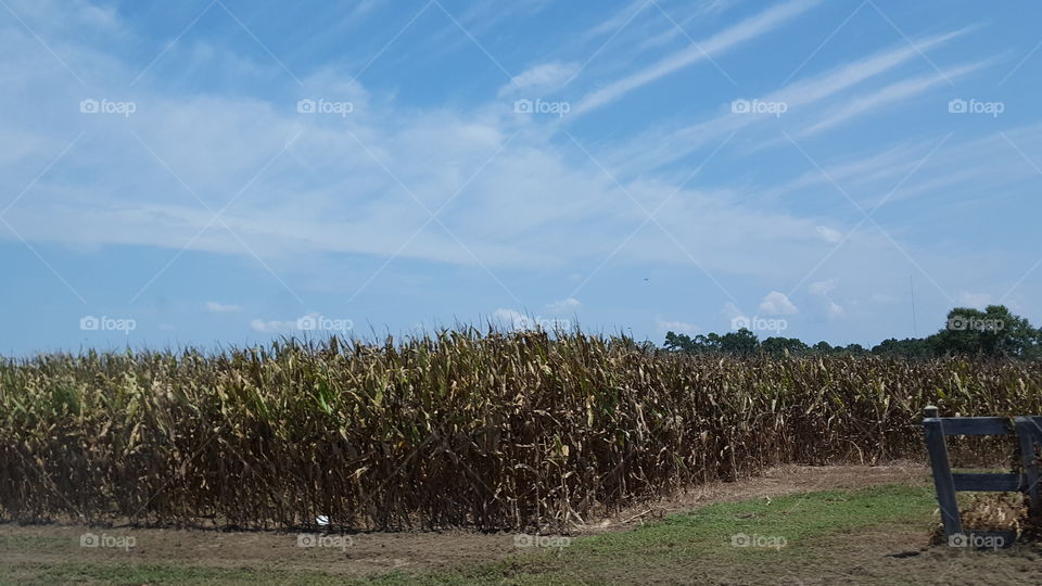 corn field