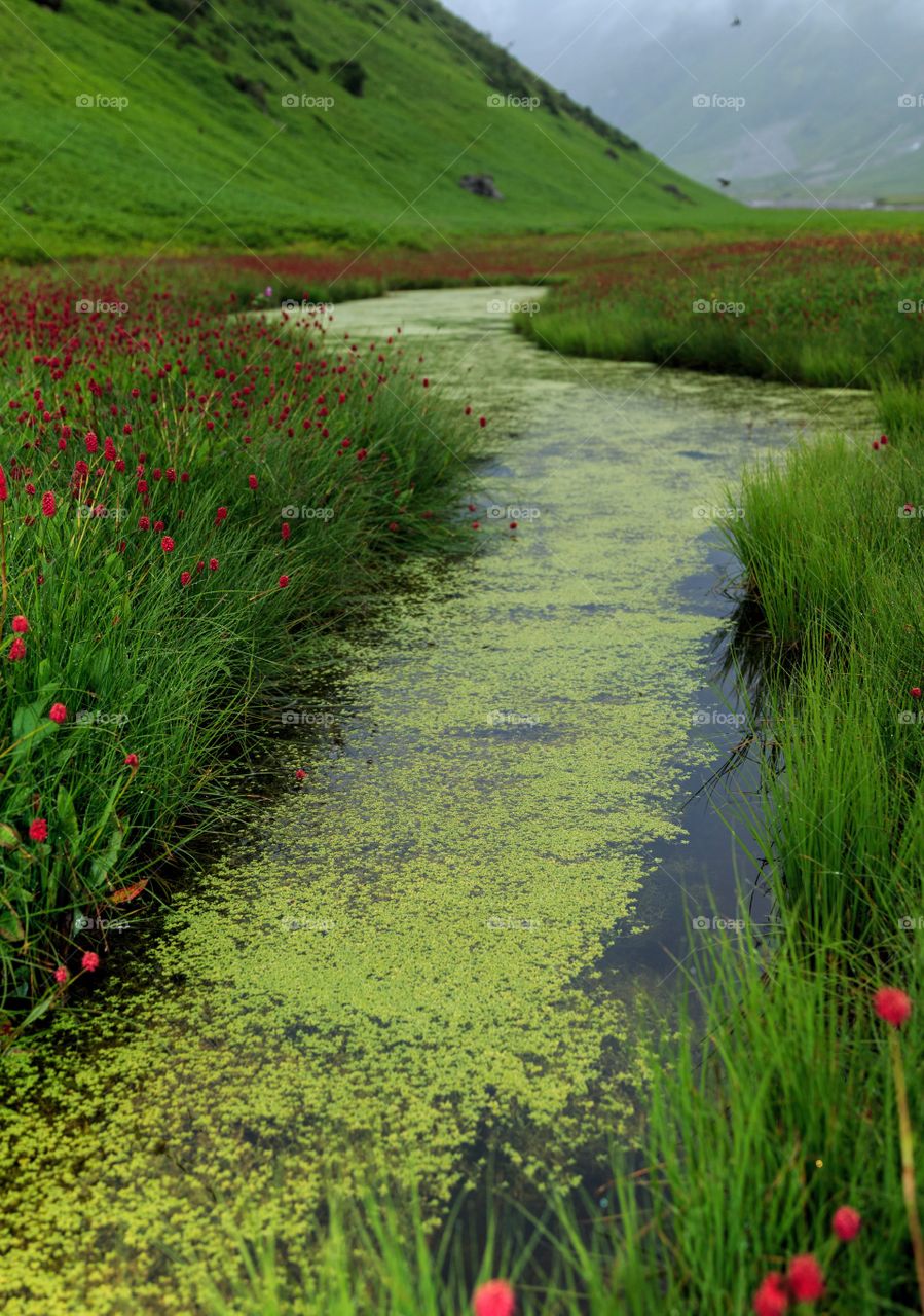 green water landscape...