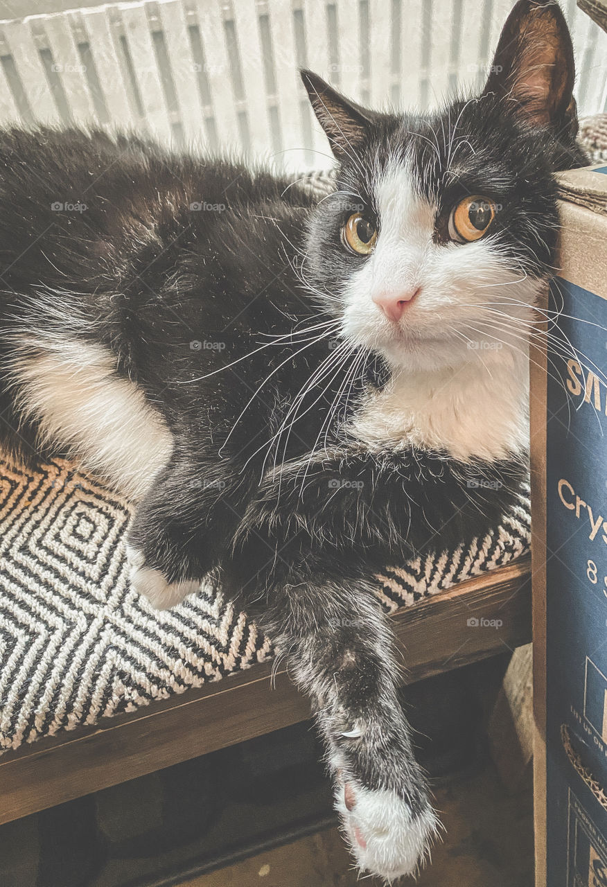 Tuxedo cat lying on a chair 