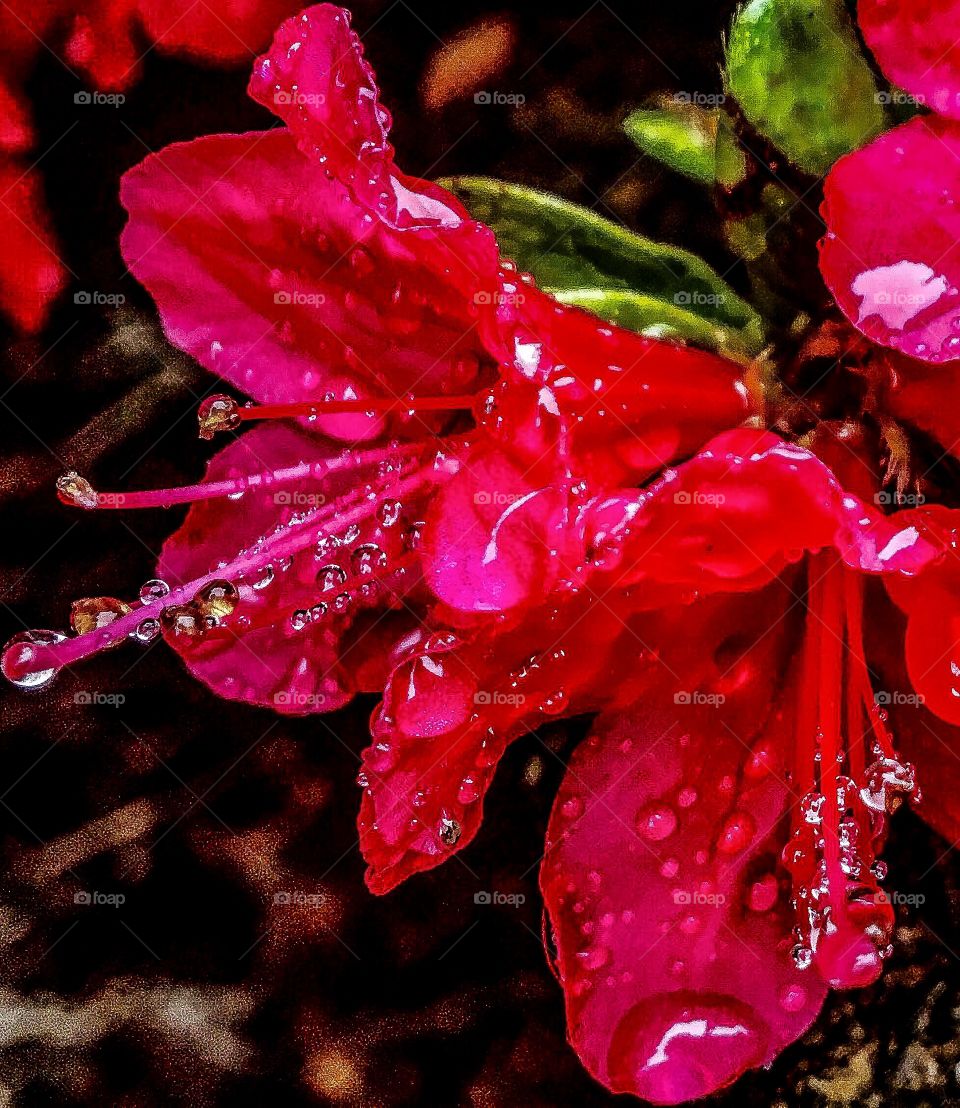Wet Rhody