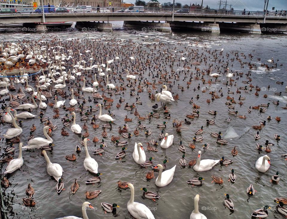 City birds. 