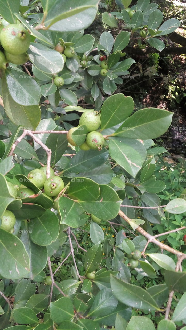 guavas