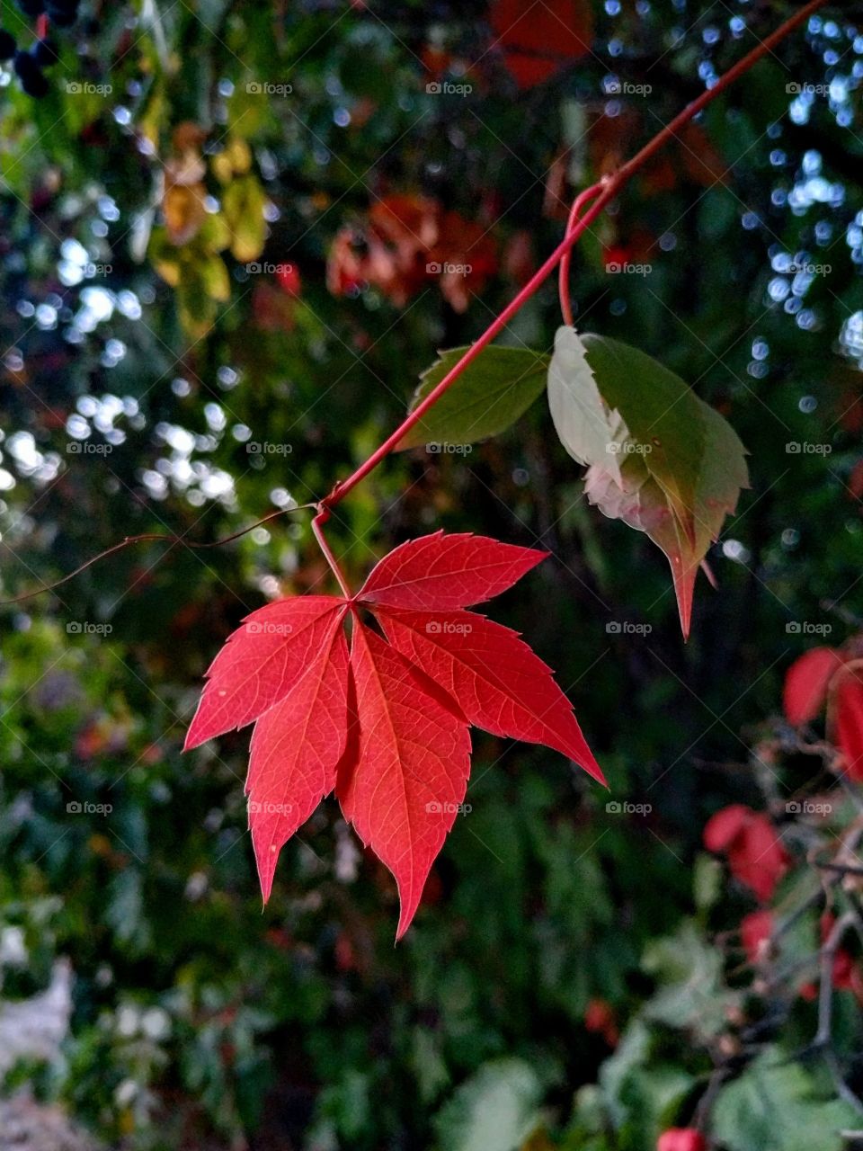 Red autumn leaves of the wild grape