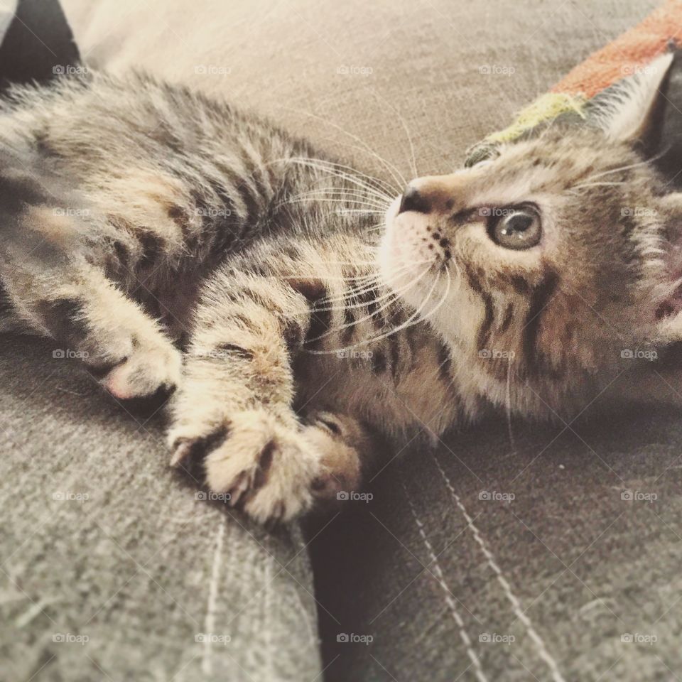 Cat, Kitten, Animal, Pet, Cute