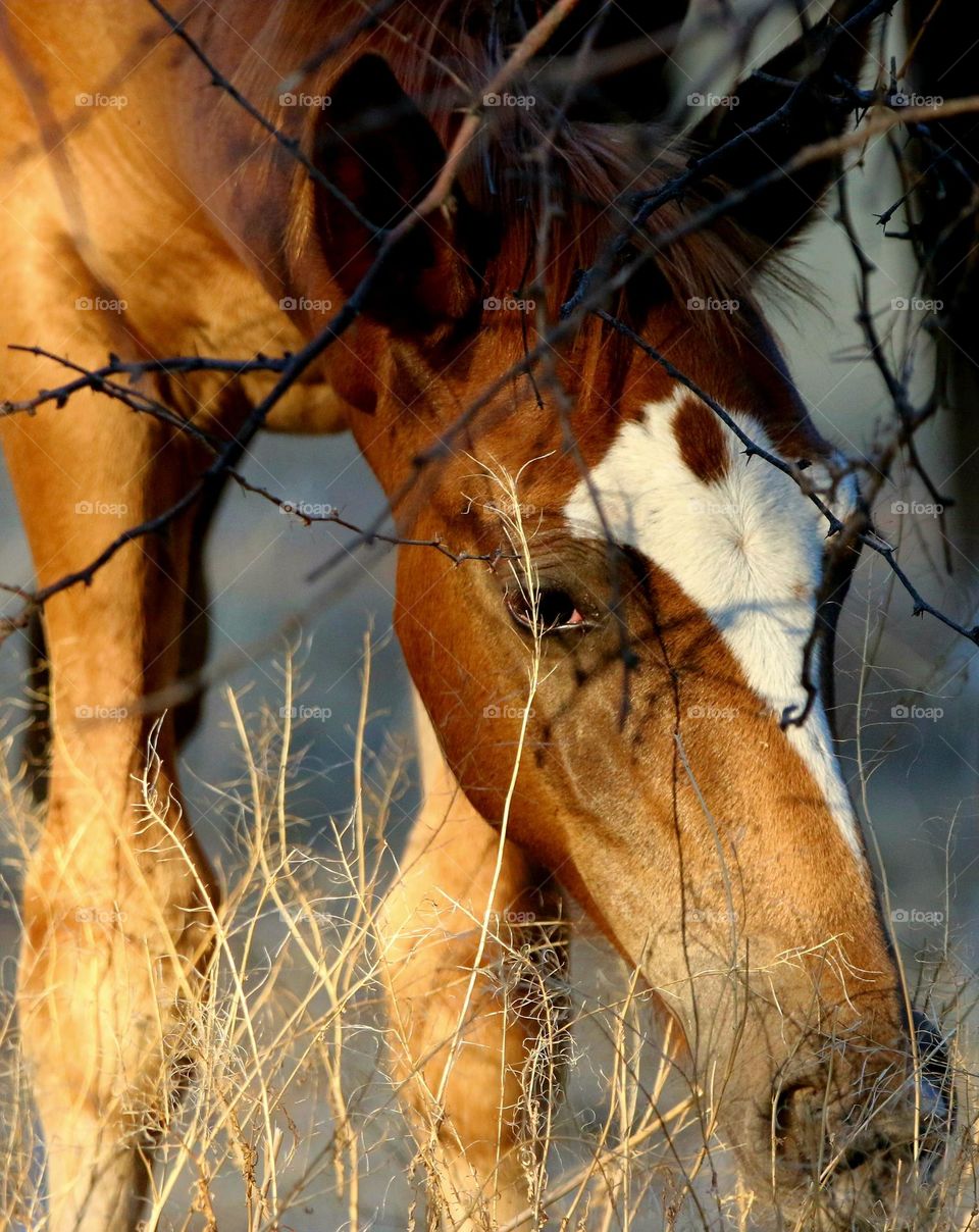 Wild Colt Grazing in Forest