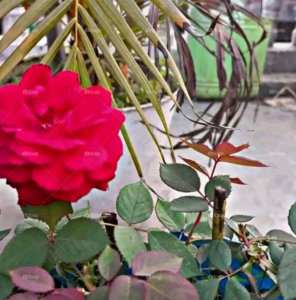 most beautiful and attractive flowers.