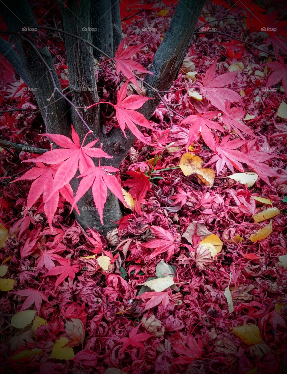 Leaf, Fall, Flora, Season, Nature