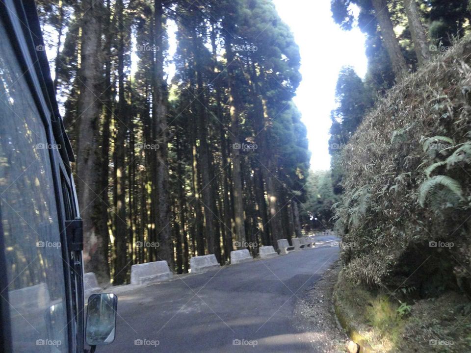 Risky road on hilly region.. Alpine tree