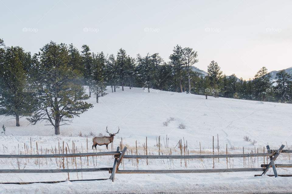 Winter time in Colorado 