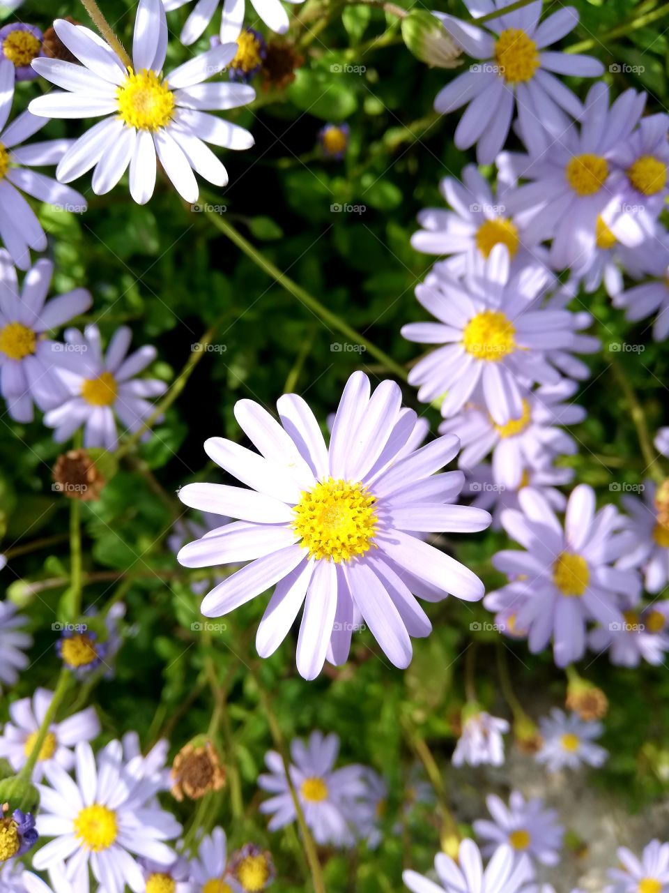 flowers and summer time, botanic garden 🌼🌼🌼