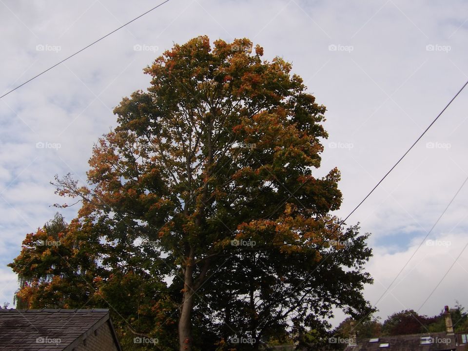 Tree in autumn. Taken oct 11 2015 new mills