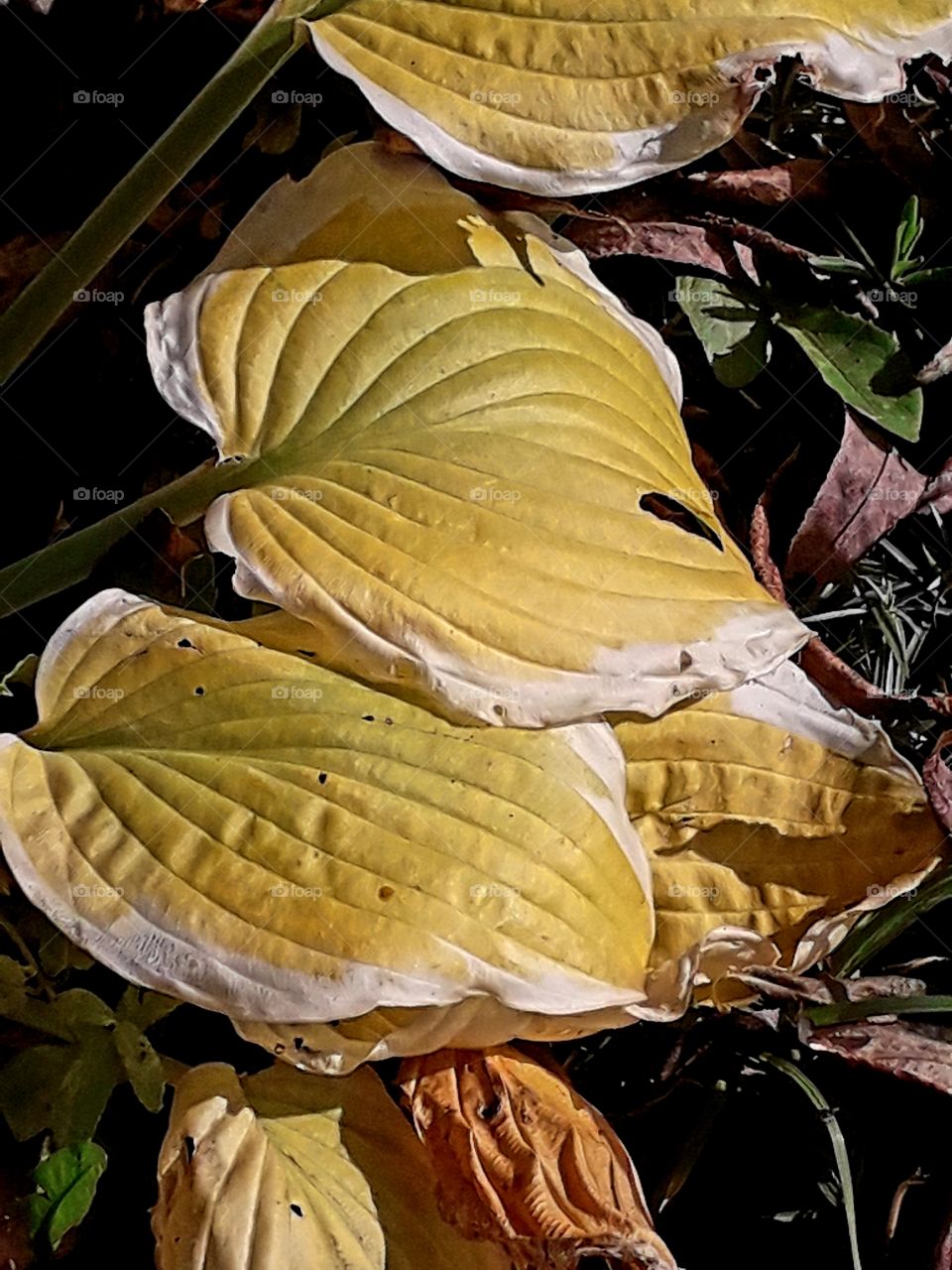 autumn coloured yellow leaves of hosta