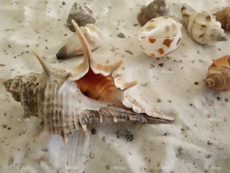 shell