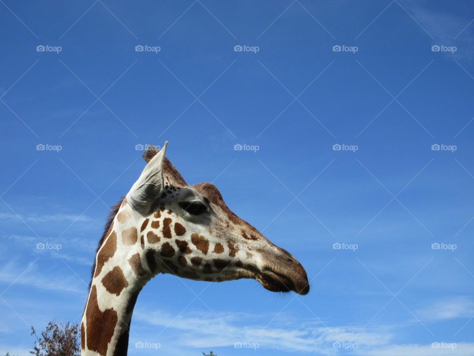 girafe