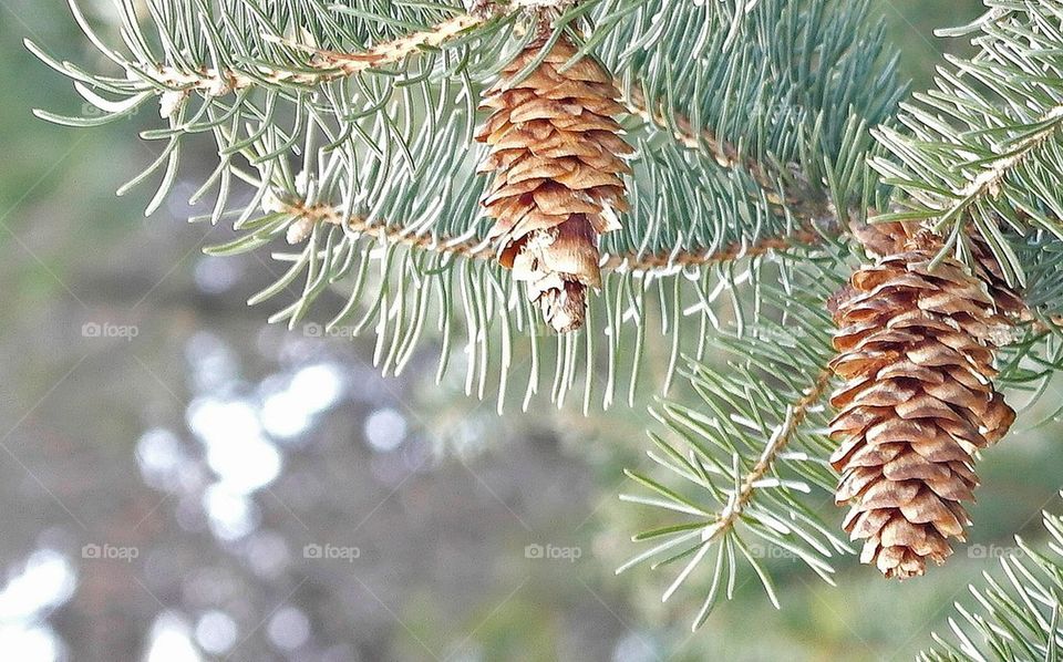 Spruce cones