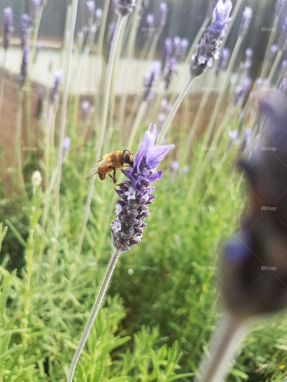Mason Bee collecting nectar close up