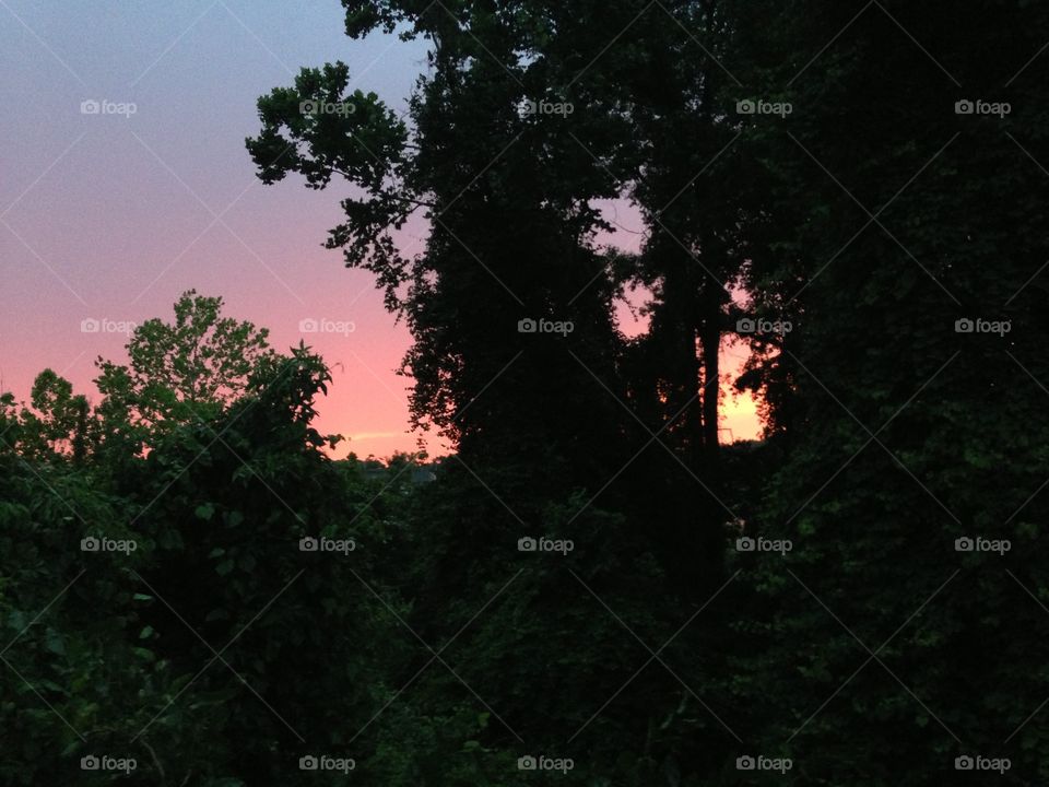 Tree, No Person, Landscape, Dawn, Light