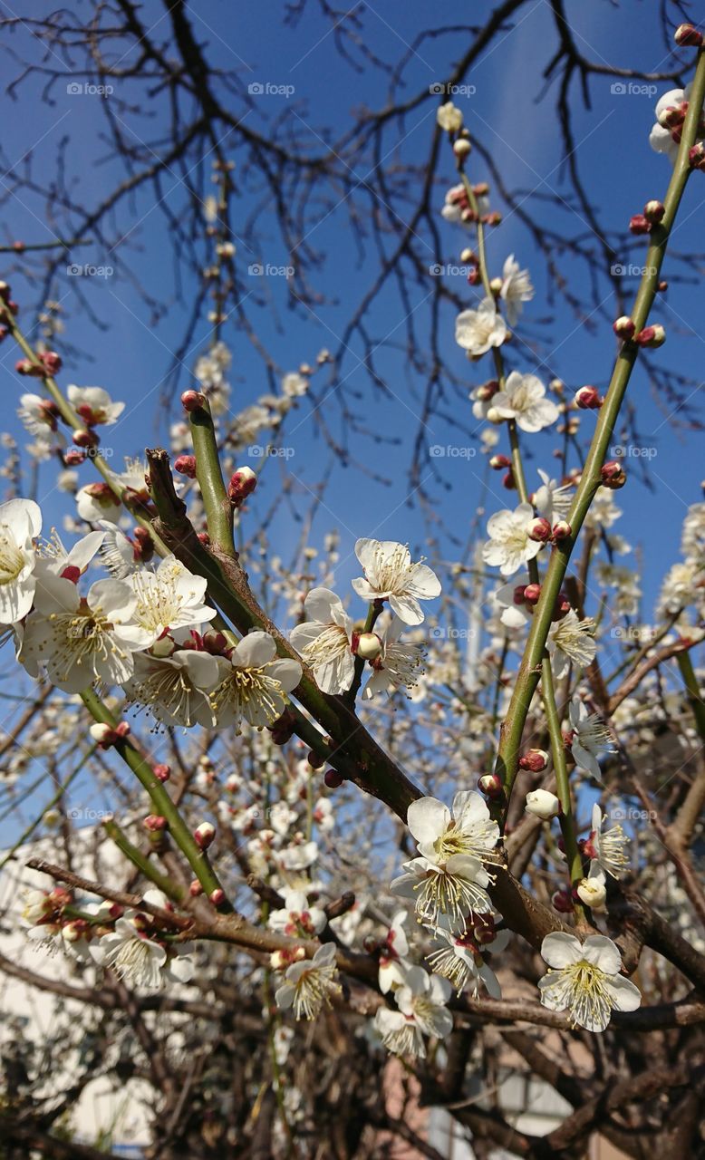 Spring is coming in Japan...