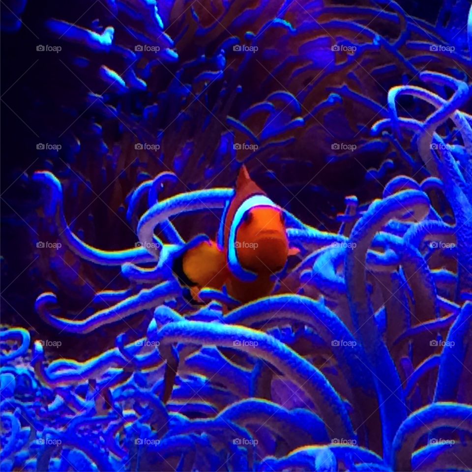 Nemo @ Sydney SeaLife