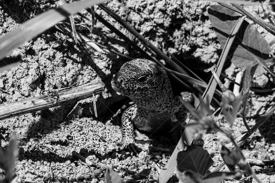 Lizard crawling out of a hole