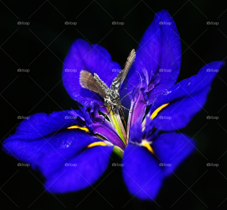 nature macro blue purple by lightanddrawing