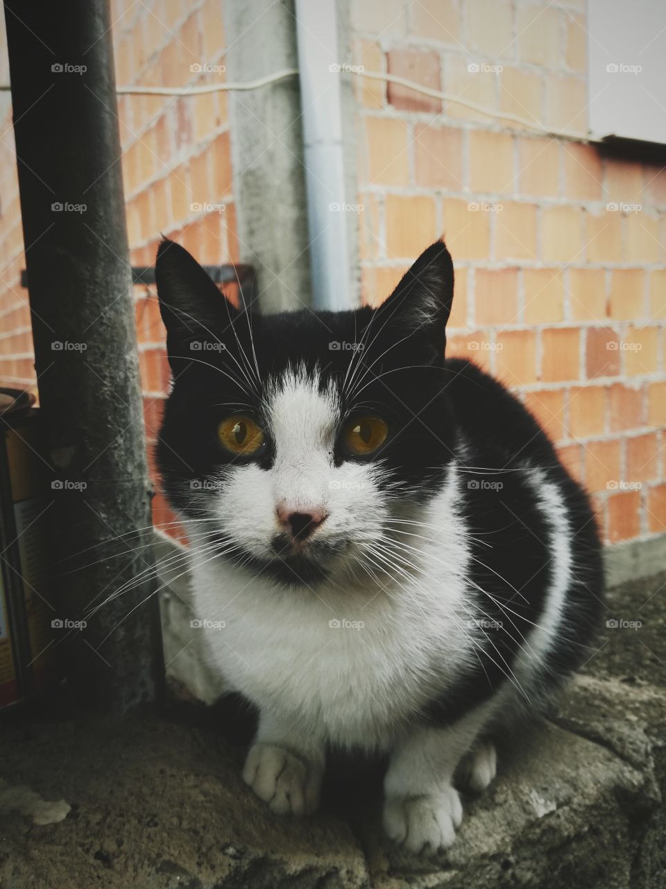 Black and white cat with yellow eyes