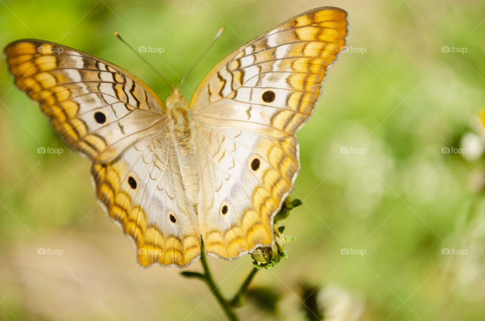 Victorinini Butterfly