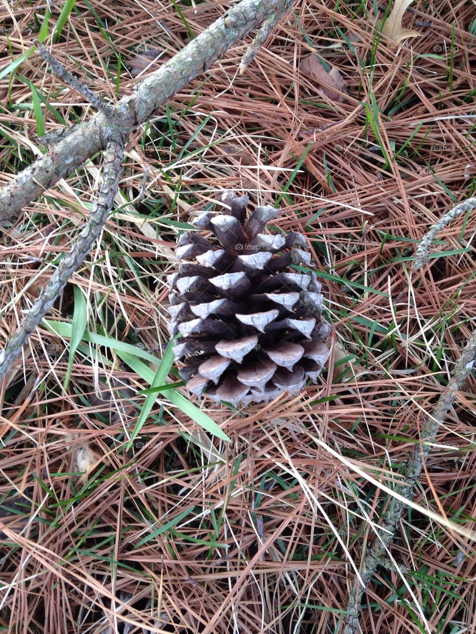 Pine cone 