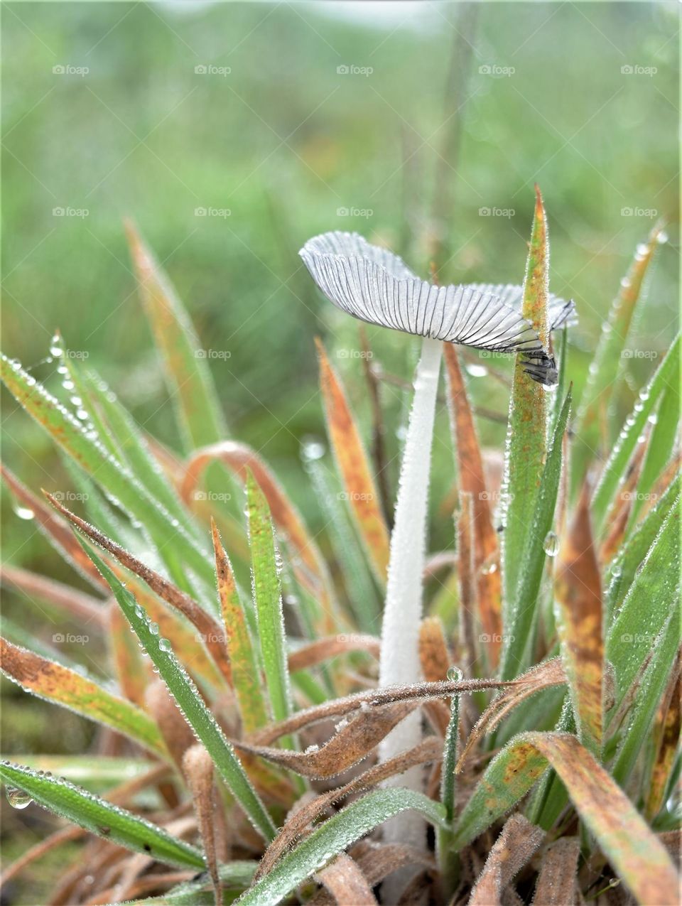 close up picture from an almost transparent white small toadstool in grass