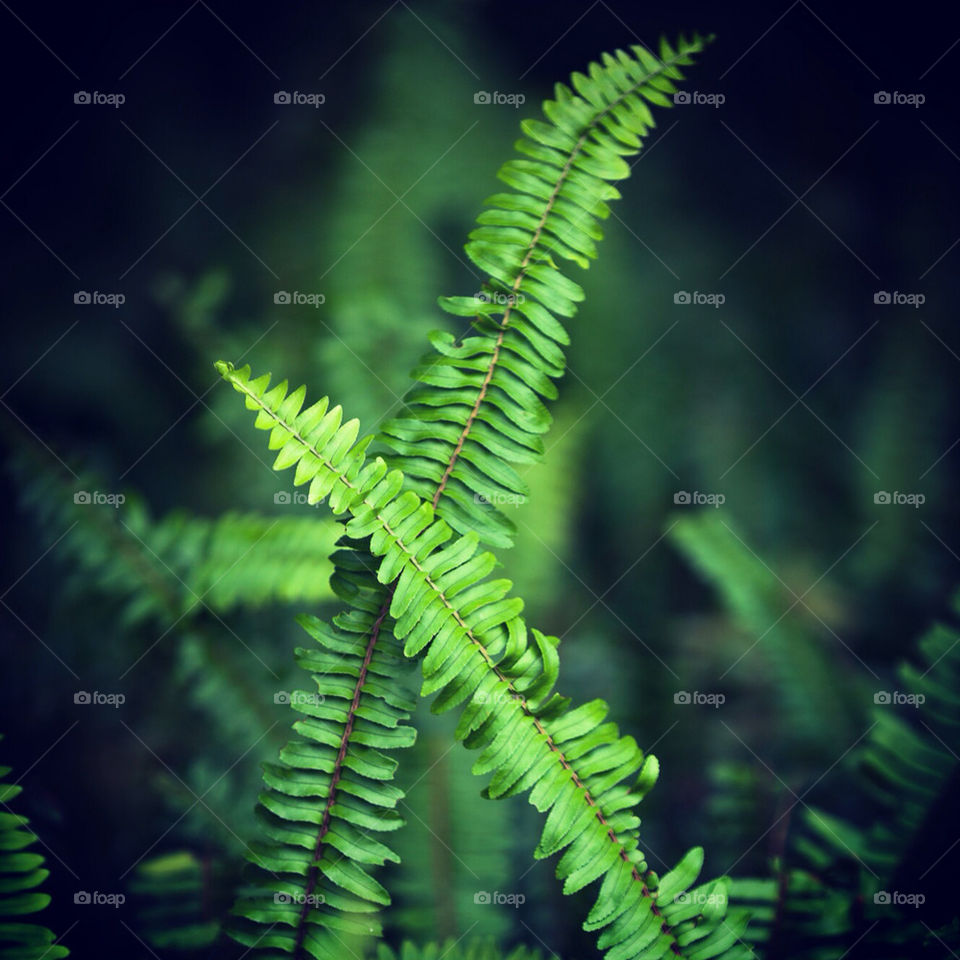 Ferns