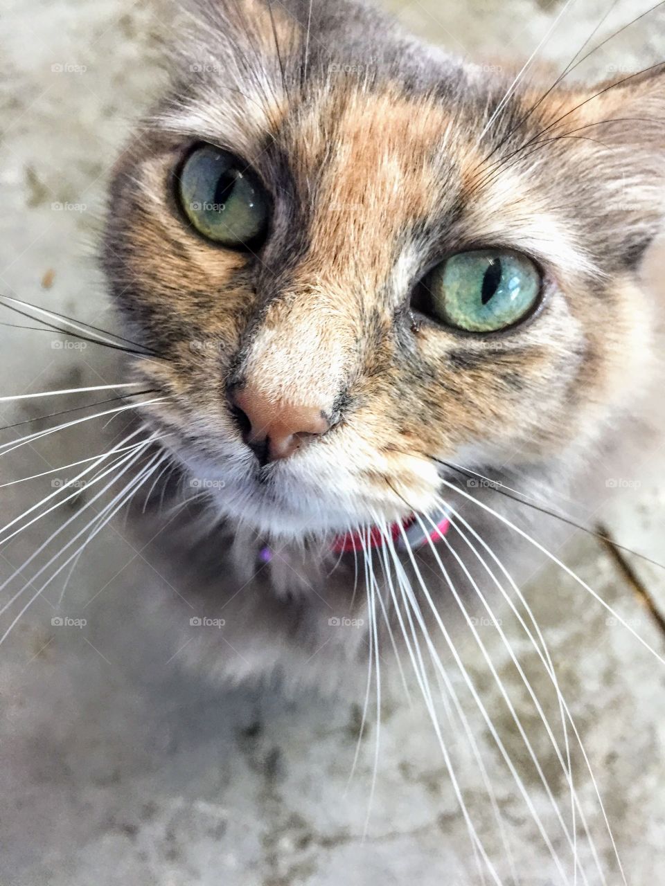 Close up of cat 