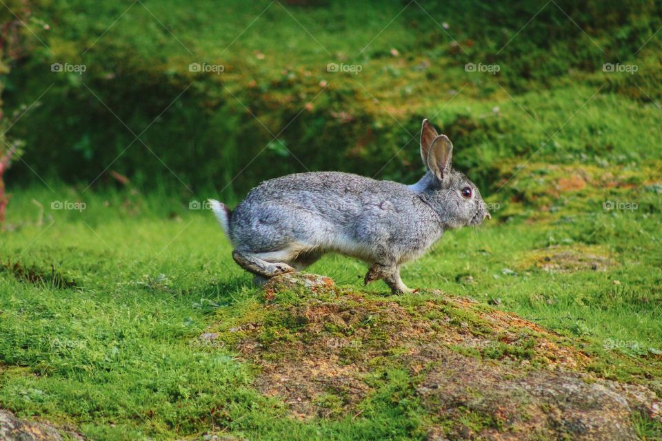 wild hare