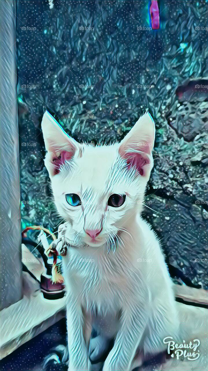 My Cat Editing Photo I Like It
