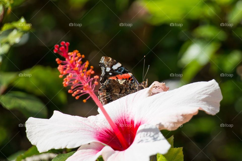 Butterfly eating 