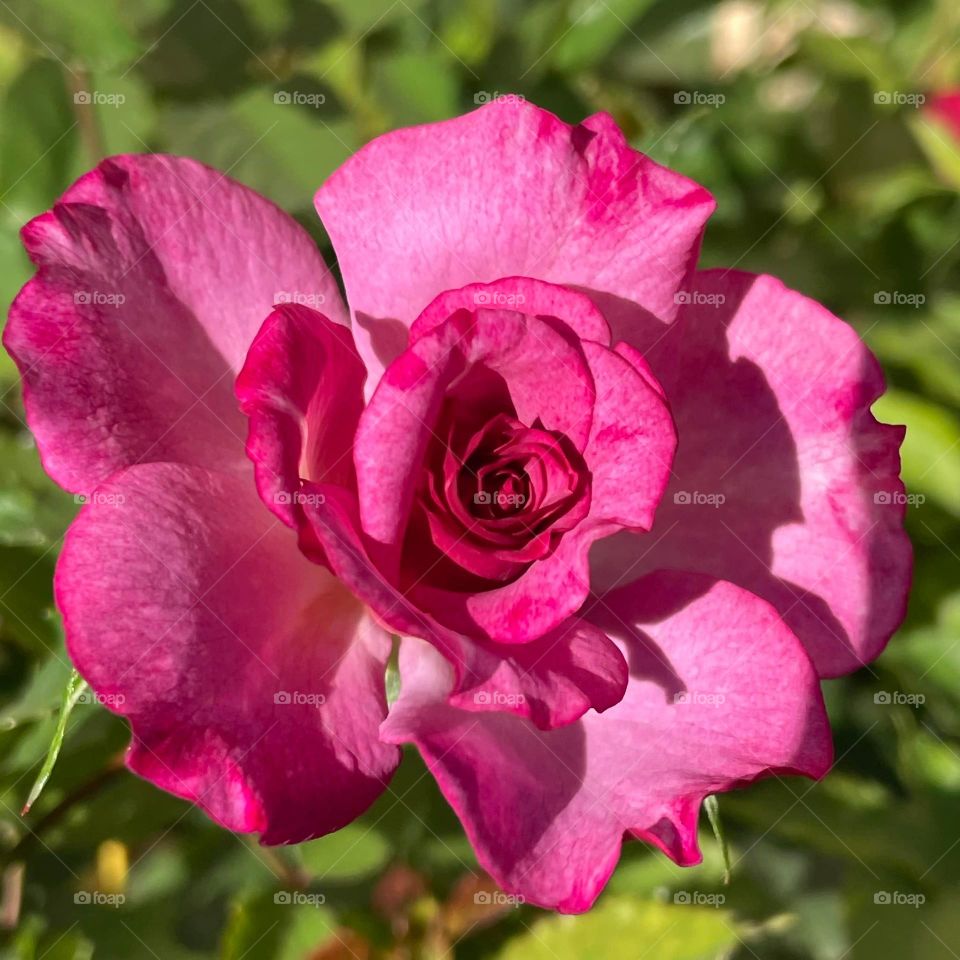 Beautiful flowers in bloom