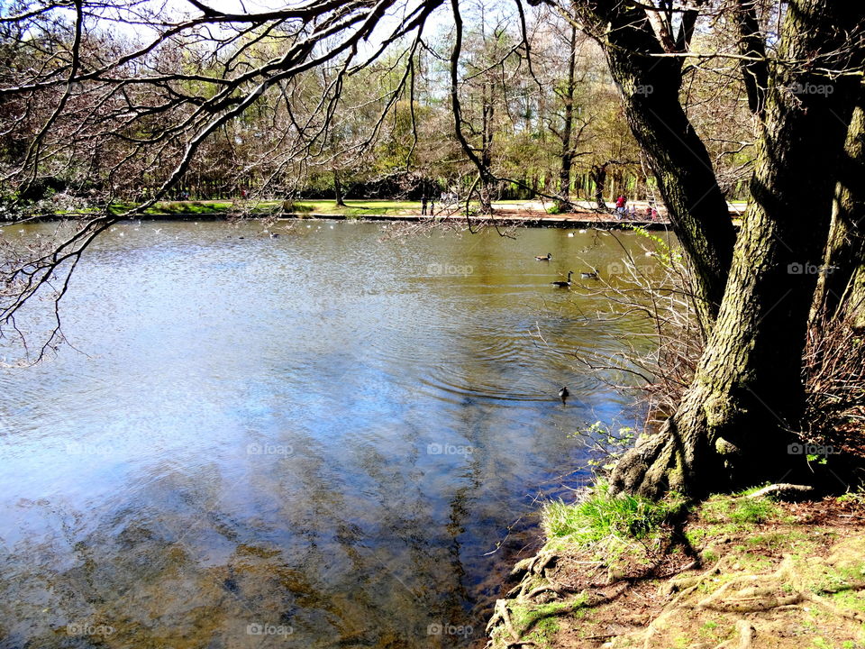 beautiful spring tree by the lake