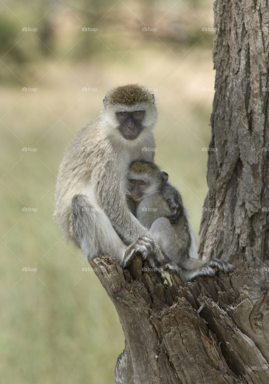 Monkey mother and her baby in Tanzania Africa.