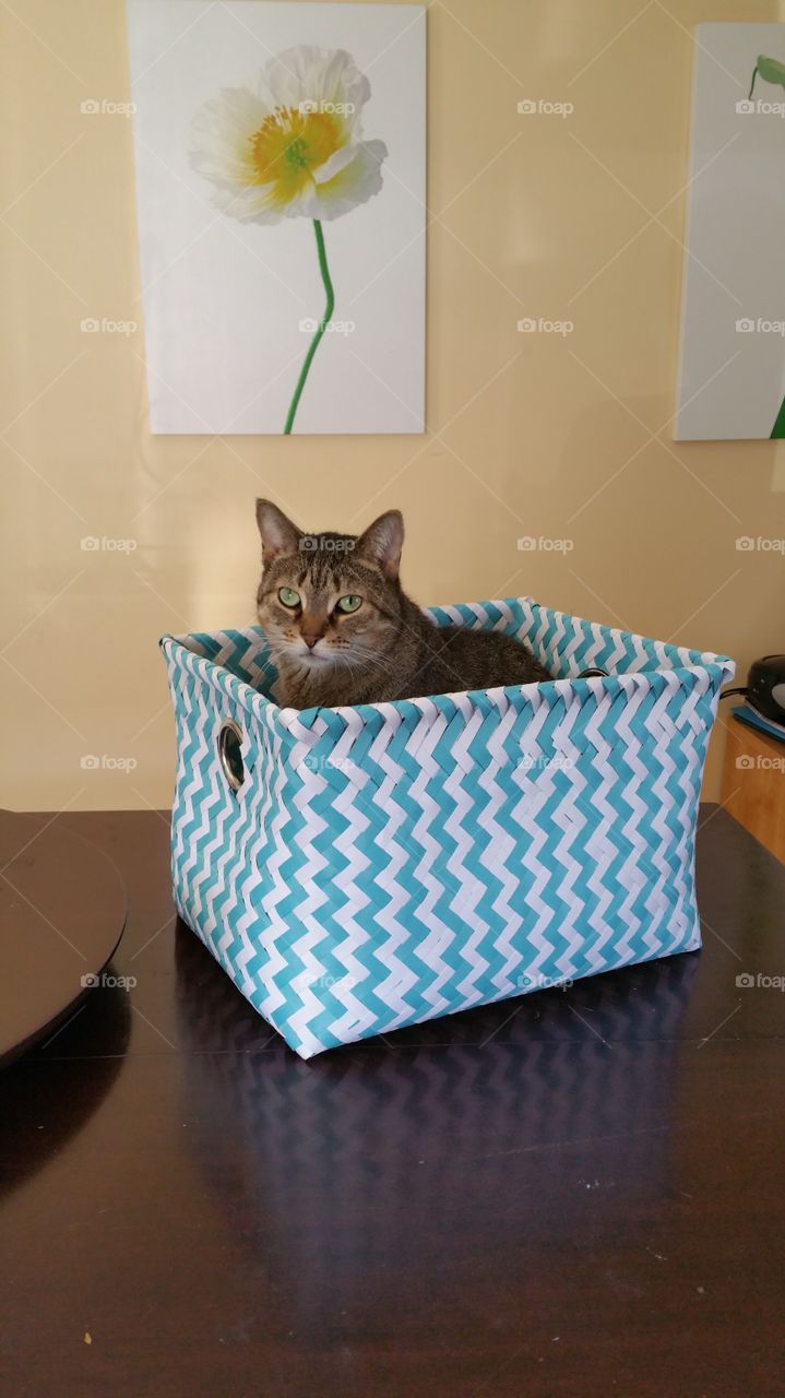 Cat, No Person, Pet, Container, Indoors