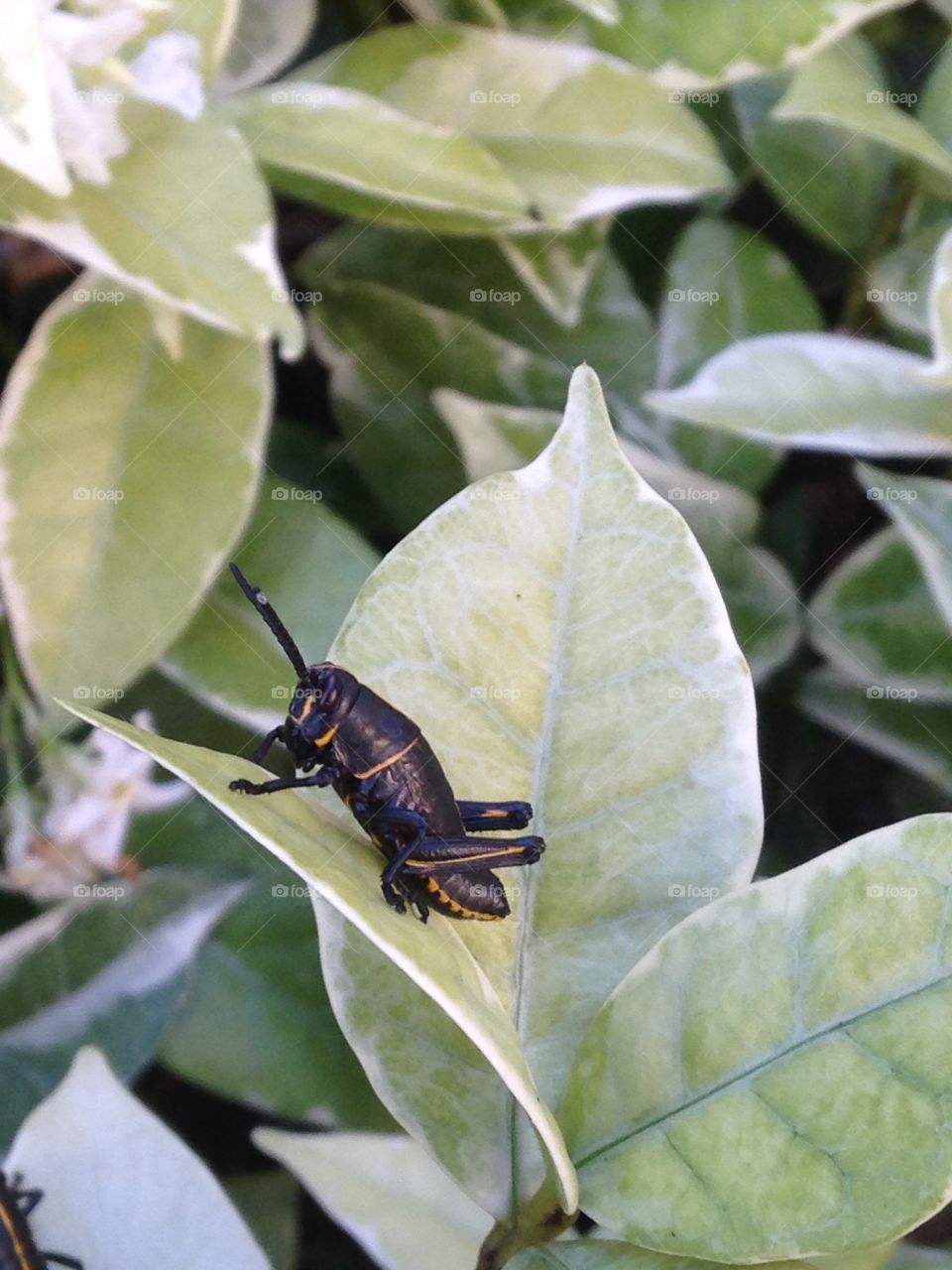Grasshopper on leaf